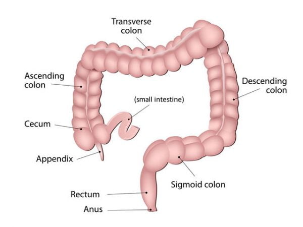 A colonoscopy enables the doctor to examine the lining of the large intestine.