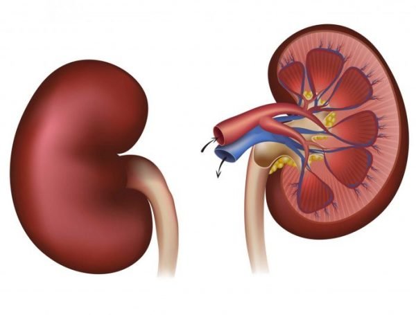 There are 2 different types of kidney dialysis, hemodialysis and peritoneal dialysis.