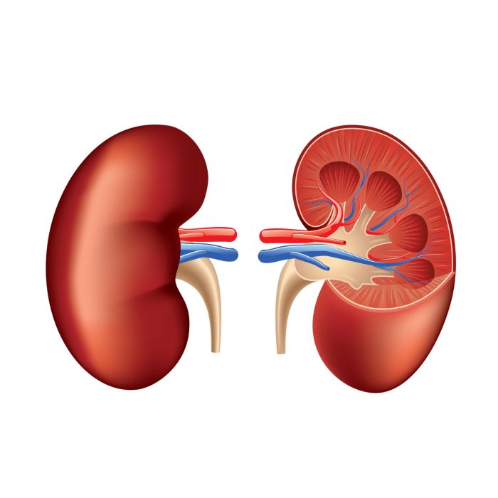 Kidney internal anatomy
