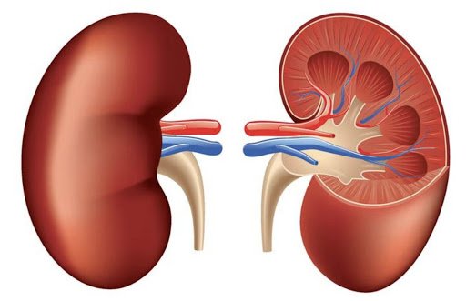 A nephrectomy involves removing part or all of the kidney.